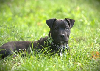 Cute friendly black bully breed cross puppy