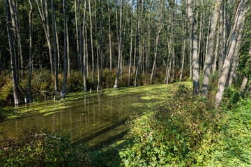 grass and trees in the swamp in the summer