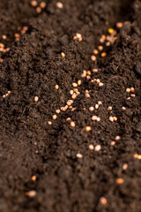 seeds of the same radish variety sown in fertile soil