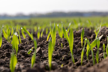 green sprouts of frost-resistant wheat, close-up