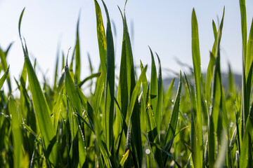 illuminated by sunlight green blades of cereal in spring