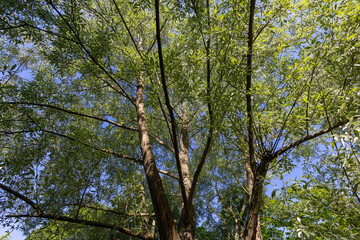 the green foliage of a willow tree in sunny weather