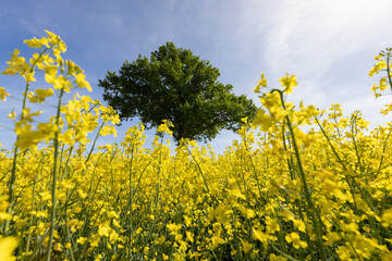 a tree in a rapeseed field in the spring season
