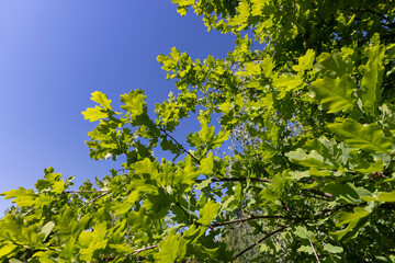 oak leaves in spring with blue sky