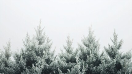 Dense fir tree with layered branches and a soft green hue, isolated on white background