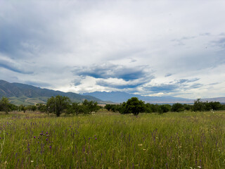 Fototapeta premium Spacious spring field with green grasses and distant mountain ranges under a dramatic cloudy sky in Kyrgyzstan.