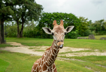 A giraffe posing for the camera and staring at it