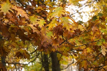 autumn leaves in the forest