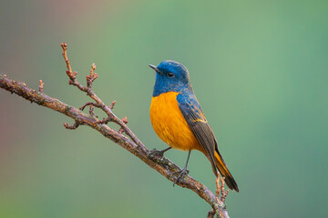 Blue-fronted redstart