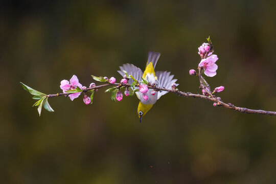 Indian white-eye