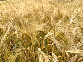 Golden texture of ripe barley with long spikes, creating a soft and detailed background in the summer season