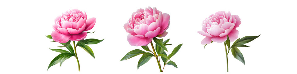 Delicate pink peonies with lush green leaves display