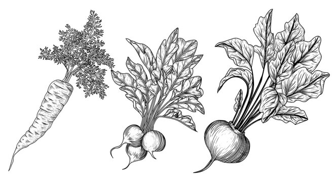 Vector set of 3 root crops in engraving style. Carrot, radish, beetroot