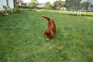Beautiful happy red Irish Setter dog playing outdoors in grass on a beautiful summer day. Brown Dog...
