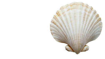 Sea shell isolated transparent background
