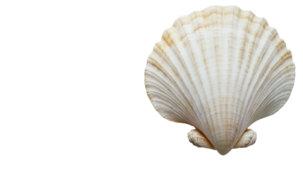 Sea shell isolated transparent background