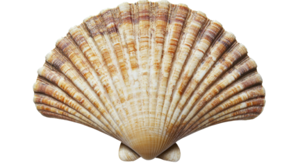 Sea shell isolated transparent background