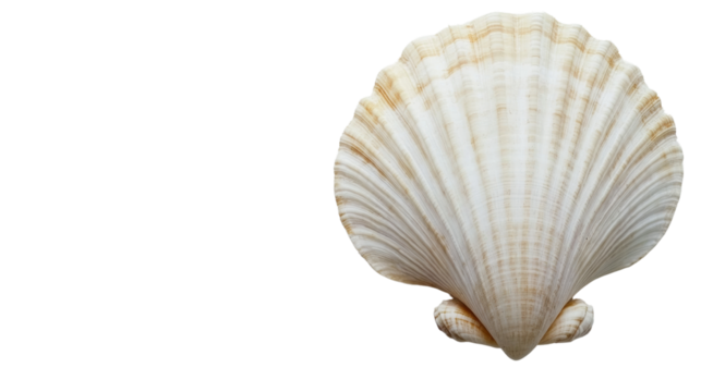 Sea shell isolated transparent background