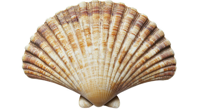 Sea shell isolated transparent background