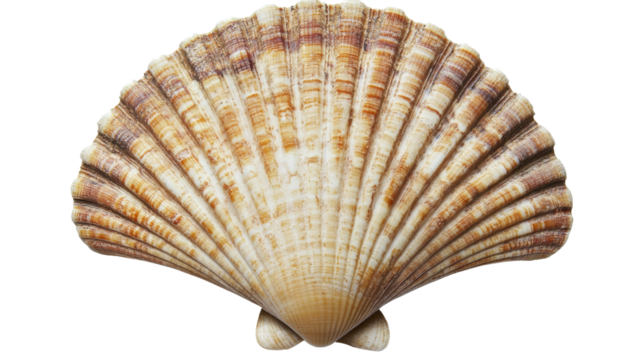Sea shell isolated transparent background - Powered by Adobe