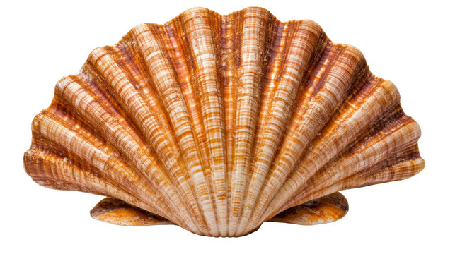 Sea shell isolated transparent background