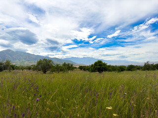 Spacious spring field with green grasses and distant mountain ranges under a dramatic cloudy sky in Kyrgyzstan.