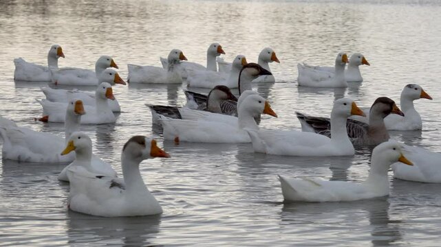The group of Emden geese swimming in lake.