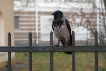 portrait of a crow on a metal fence