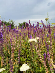 Spring landscape in Kyrgyzstan with blooming purple sage and yellow wildflowers under a blue sky.