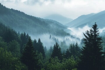 Misty forest covering mountain slopes on a cloudy day