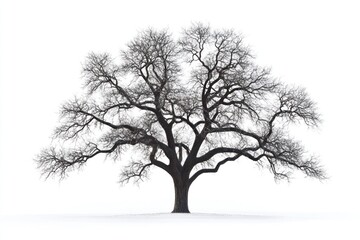 Large leafless tree standing on snow against white background