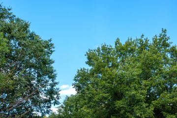 Obraz premium Clear Blue Sky with Green Tree Canopy