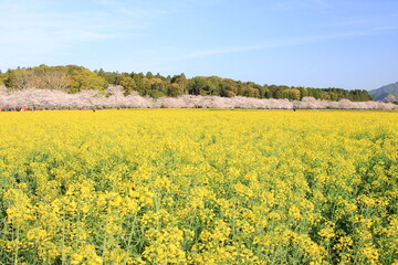 一面の菜の花畑と桜並木