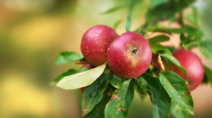 Red apples, tree and background for healthy diet, wellness and food as snack or harvest in farming. Wallpaper, nutrition and textures for fruits, vitamins and organic as fresh produce in agriculture