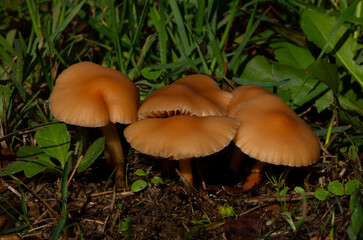 A cluster of Gymnopus erythropus mushrooms, characterized by their unique reddish-brown caps and delicate gills, thrives in a lush forest