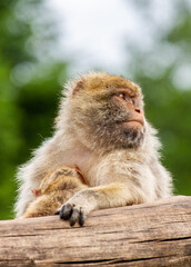 japanese macaque sitting on a tree