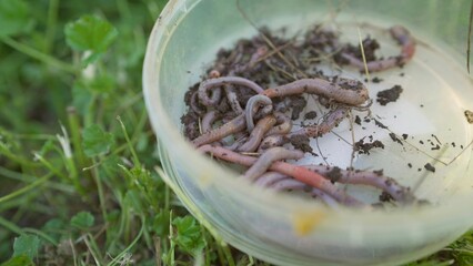 Earthworms crawling in a plastic container on grass, fishing bait