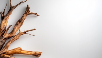 Fototapeta premium Old Dead Tree Branch Left on the Ground