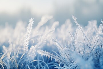 plants with rime