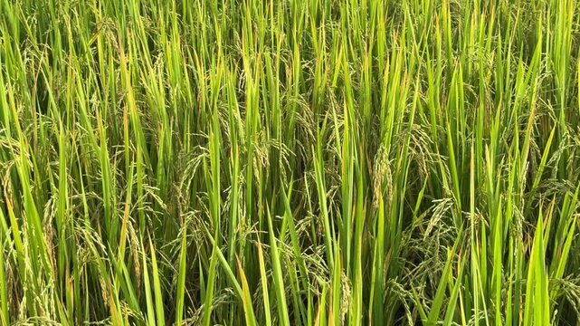 Gorgeous rice ears, juicy blades and verdant leaves,Jasmine rice in rice field  