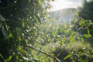 A blurry image of a forest with a sun shining through the trees