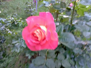 Pink delicate rose flower in the garden
