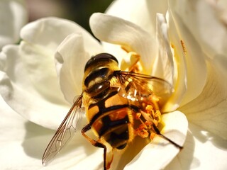 bee on a flower