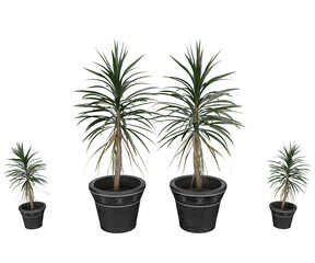 Obraz premium 3d rendering plant with pot