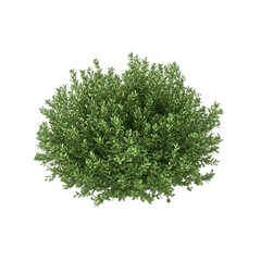 Naklejka premium A lush green bush with dense foliage, viewed from above, isolated on a black background.