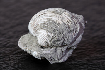 Jurassic-era fossil featuring two fossilized shells, capturing ancient marine life preserved in...