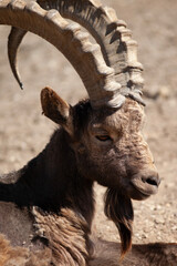 portrait of a wild mountain goat