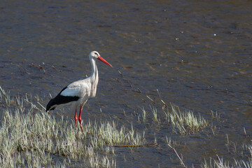 stork walks through the swamp