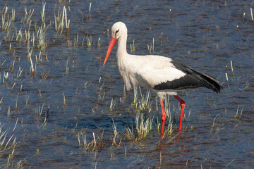 stork walks through the swamp