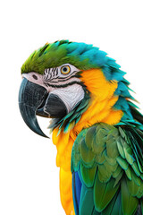 Vibrant Green and Yellow Parrot Perched on Branch.